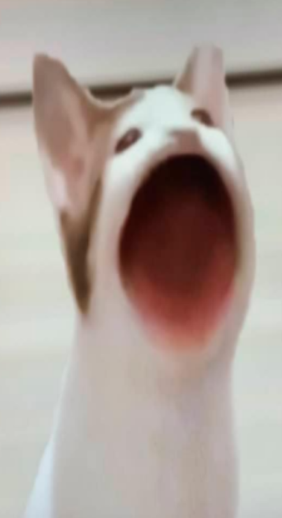 hungry Cat