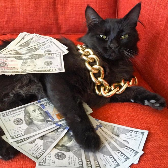Rich Cat