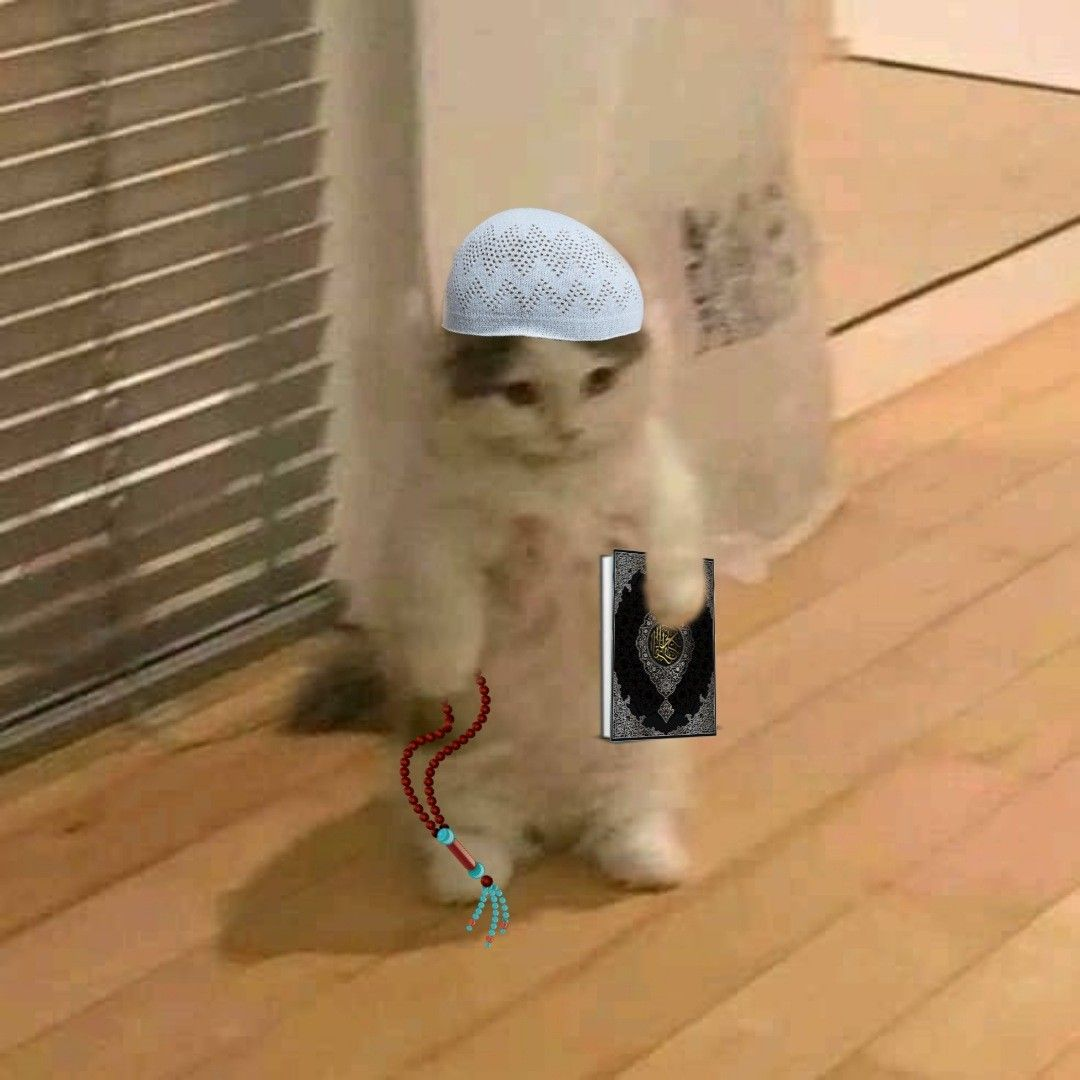 rudy Cat