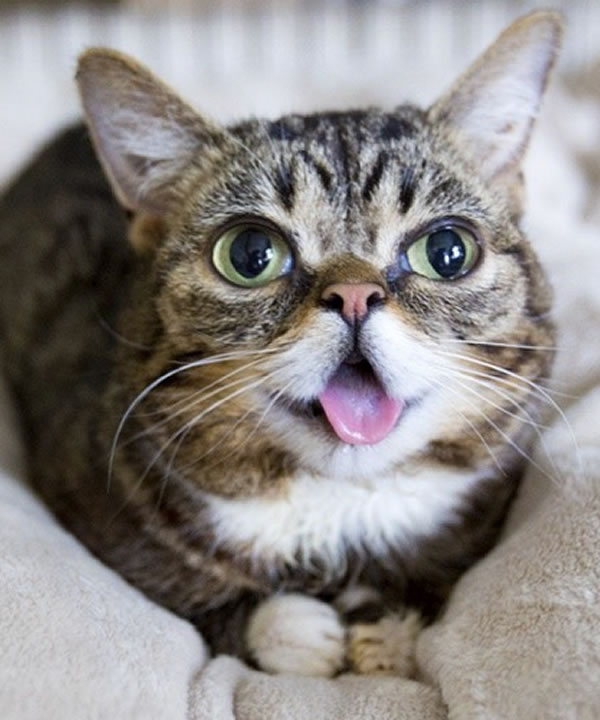 Silly Cat