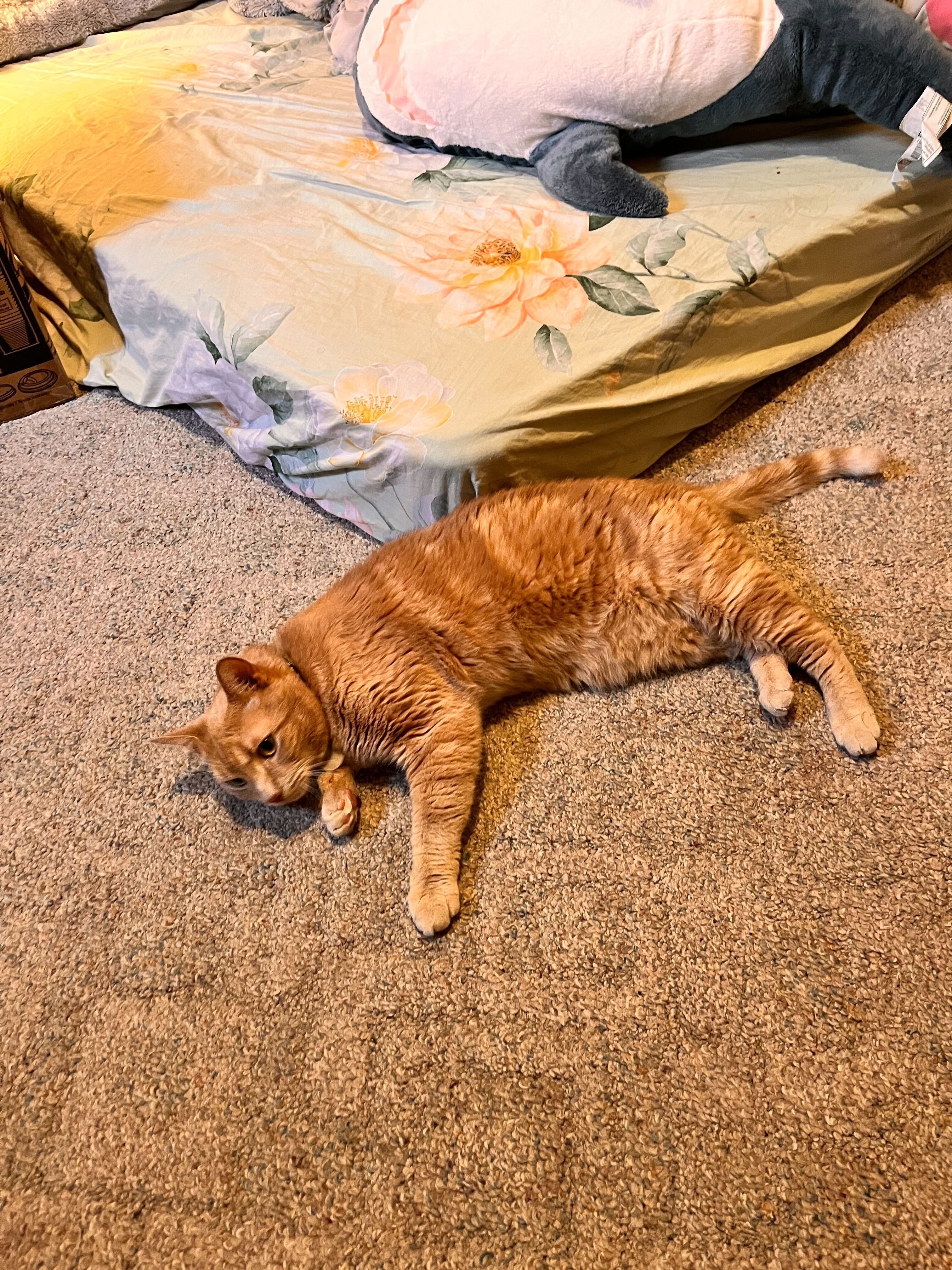 Toby's Cat